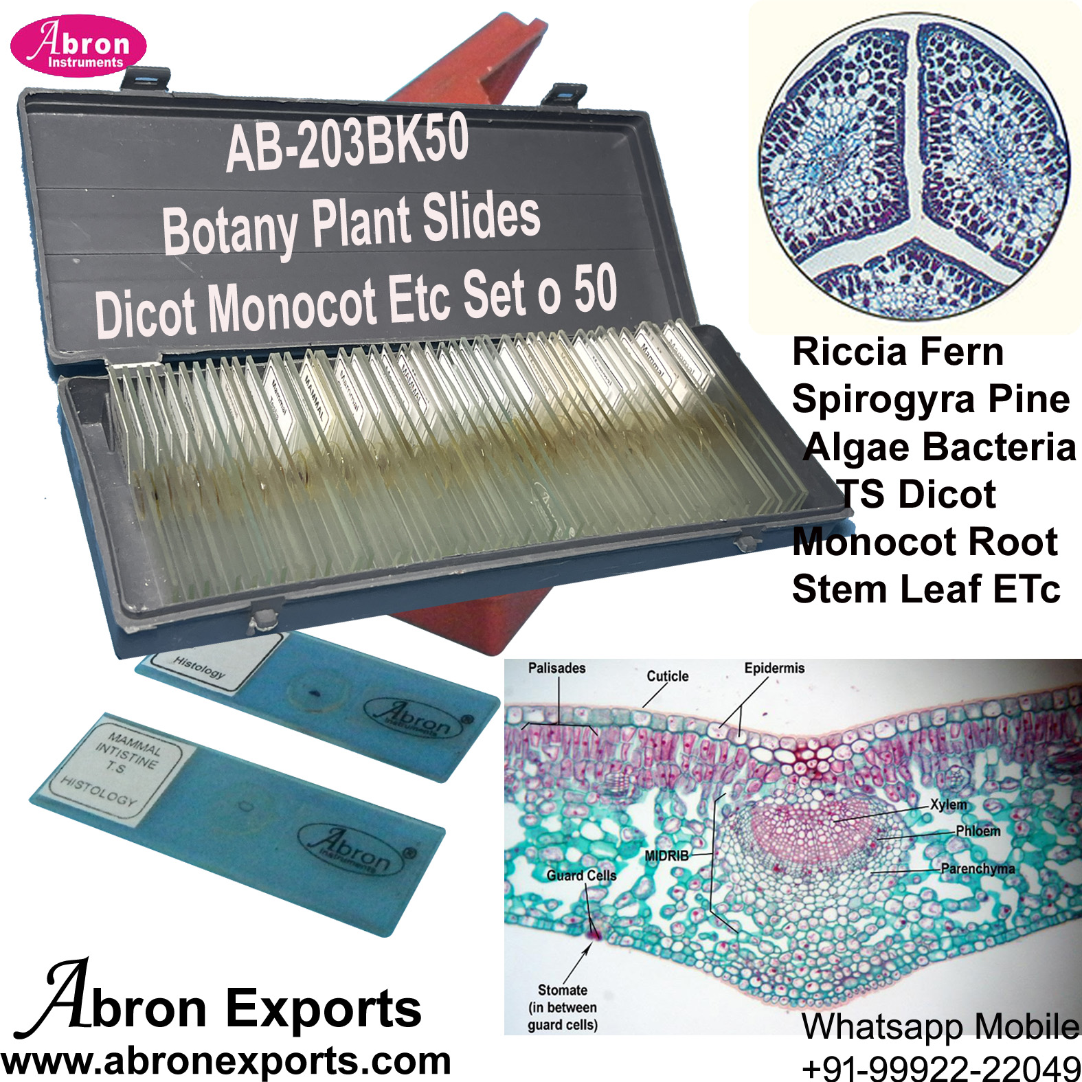 Slides Botany Plant 50pc Dicot Monoct Root Stem Leaf Tissue Xylem Phloem Parenchyma Collenchyma General Box Abron AB-203BK50 